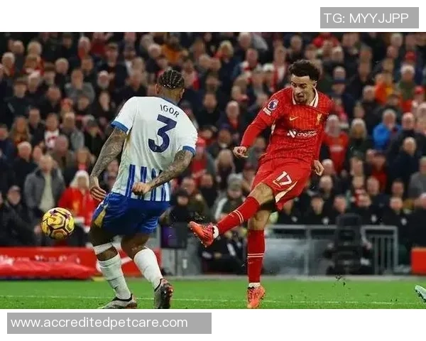 布赖顿与南安普顿激战成和双方各取一分的精彩对决回顾