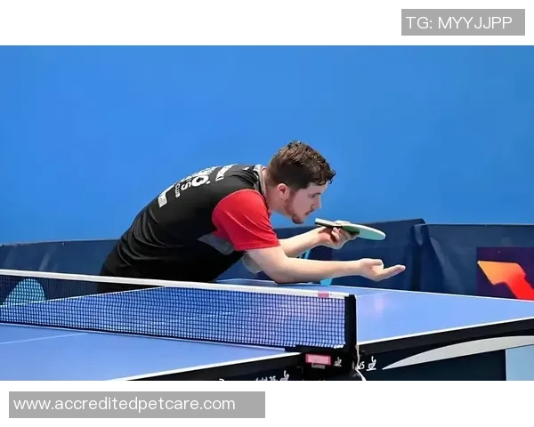 WTT伦敦球星赛：男单四强已出其三！张本智和3-0取胜+再战林昀儒